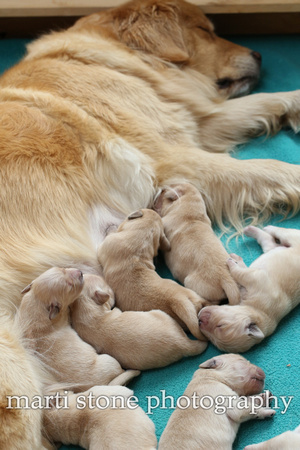 piper and pups 14