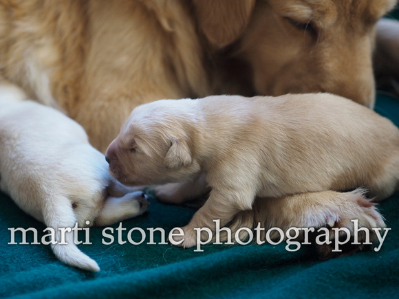 pipers pups oct 15