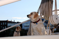 schooner dogs