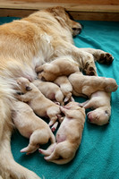 piper and pups 14